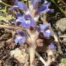 Fotografia 4 da espécie Orobanche ramosa subesp. ramosa do Jardim Botânico UTAD