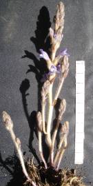 Fotografia da espécie Orobanche ramosa subesp. ramosa