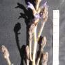 Fotografia 5 da espécie Orobanche ramosa subesp. ramosa do Jardim Botânico UTAD