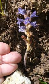 Fotografia da espécie Orobanche ramosa subesp. ramosa