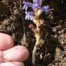 Fotografia 6 da espécie Orobanche ramosa subesp. ramosa do Jardim Botânico UTAD