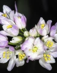Allium roseum var. roseum