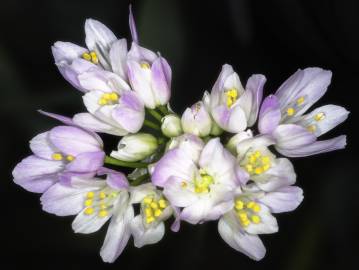 Fotografia da espécie Allium roseum var. roseum