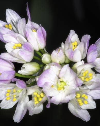 Fotografia de capa Allium roseum var. roseum - do Jardim Botânico