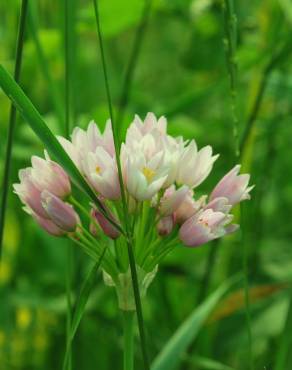 Fotografia 9 da espécie Allium roseum var. roseum no Jardim Botânico UTAD