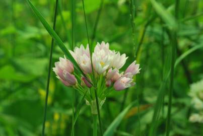 Fotografia da espécie Allium roseum var. roseum
