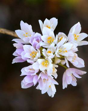 Fotografia 10 da espécie Allium roseum var. roseum no Jardim Botânico UTAD