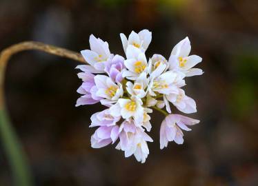 Fotografia da espécie Allium roseum var. roseum