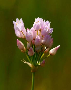 Fotografia 11 da espécie Allium roseum var. roseum no Jardim Botânico UTAD