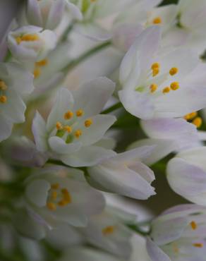 Fotografia 12 da espécie Allium roseum var. roseum no Jardim Botânico UTAD