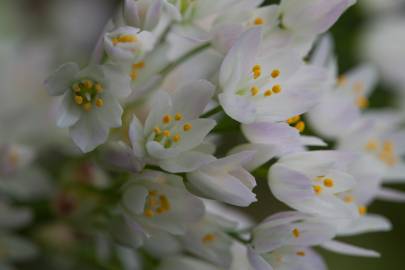 Fotografia da espécie Allium roseum var. roseum