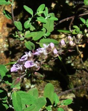 Fotografia 4 da espécie Teucrium salviastrum no Jardim Botânico UTAD