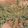 Fotografia 10 da espécie Amaranthus blitoides do Jardim Botânico UTAD