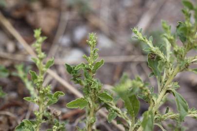 Fotografia da espécie Amaranthus albus