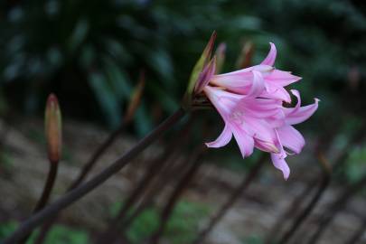 Fotografia da espécie Amaryllis belladonna