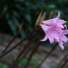 Fotografia 6 da espécie Amaryllis belladonna do Jardim Botânico UTAD