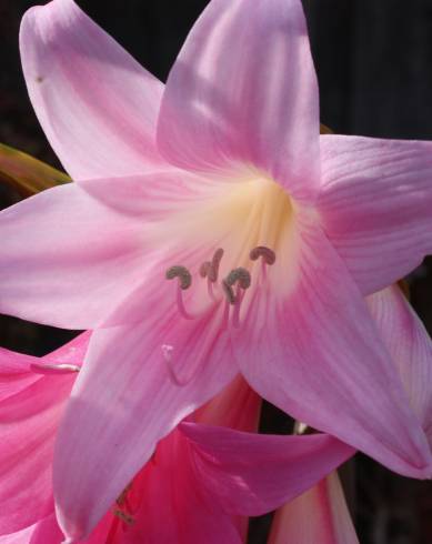 Fotografia de capa Amaryllis belladonna - do Jardim Botânico