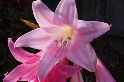 Fotografia da espécie Amaryllis belladonna