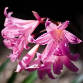Fotografia da espécie Amaryllis belladonna