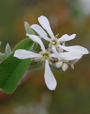 Fotografia 1 da espécie Amelanchier ovalis no Jardim Botânico UTAD