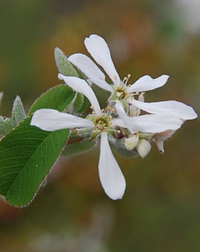 Fotografia de capa Amelanchier ovalis - do Jardim Botânico