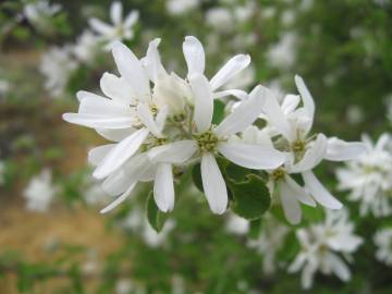 Fotografia da espécie Amelanchier ovalis