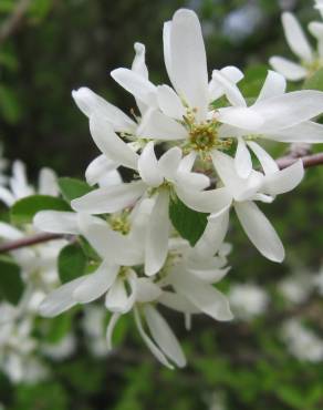 Fotografia 3 da espécie Amelanchier ovalis no Jardim Botânico UTAD