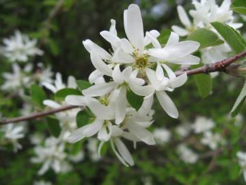 Fotografia da espécie Amelanchier ovalis