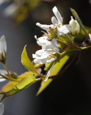 Fotografia 4 da espécie Amelanchier ovalis no Jardim Botânico UTAD