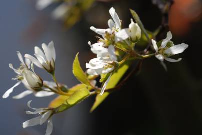 Fotografia da espécie Amelanchier ovalis