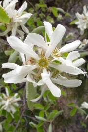 Fotografia da espécie Amelanchier ovalis