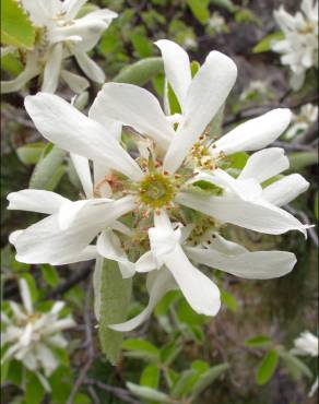 Fotografia 5 da espécie Amelanchier ovalis no Jardim Botânico UTAD