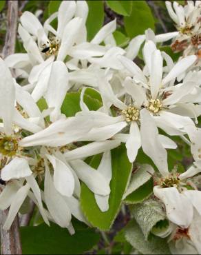 Fotografia 6 da espécie Amelanchier ovalis no Jardim Botânico UTAD