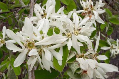 Fotografia da espécie Amelanchier ovalis