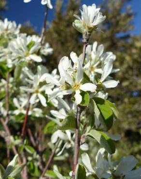 Fotografia 7 da espécie Amelanchier ovalis no Jardim Botânico UTAD