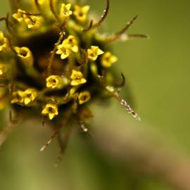 Fotografia da espécie Bidens frondosa