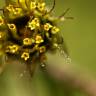 Fotografia 8 da espécie Bidens frondosa do Jardim Botânico UTAD