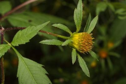 Fotografia da espécie Bidens frondosa