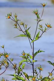 Fotografia da espécie Bidens frondosa