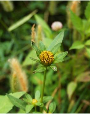 Fotografia 12 da espécie Bidens frondosa no Jardim Botânico UTAD