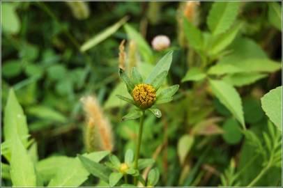 Fotografia da espécie Bidens frondosa