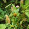 Fotografia 12 da espécie Bidens frondosa do Jardim Botânico UTAD