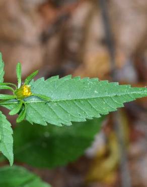 Fotografia 13 da espécie Bidens frondosa no Jardim Botânico UTAD