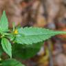 Fotografia 13 da espécie Bidens frondosa do Jardim Botânico UTAD