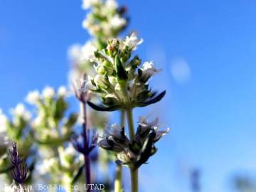 Fotografia da espécie Thymus zygis subesp. zygis