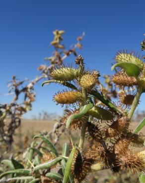 Fotografia 7 da espécie Xanthium spinosum no Jardim Botânico UTAD