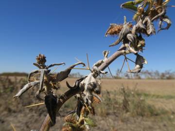 Fotografia da espécie Xanthium spinosum