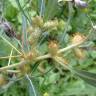 Fotografia 9 da espécie Xanthium spinosum do Jardim Botânico UTAD