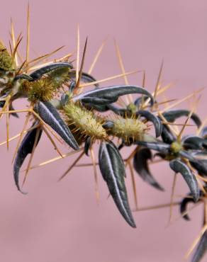 Fotografia 10 da espécie Xanthium spinosum no Jardim Botânico UTAD