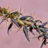 Fotografia 10 da espécie Xanthium spinosum do Jardim Botânico UTAD